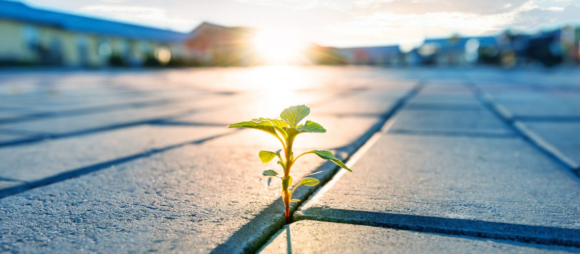 Young plant growing from brick road.